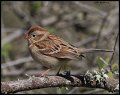_5SB9890 field sparrow